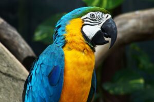 Amazing Parrot1800716758